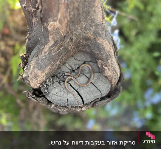 נחש קטן על גזע עץ, מתאים ללוכד נחשים